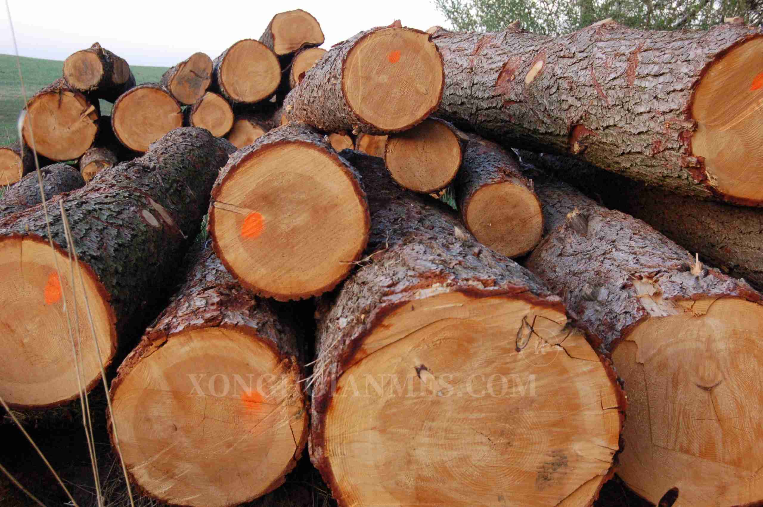 Nhược điểm của gỗ hemlock